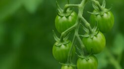 Tomat hijau kecil
