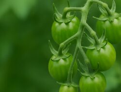 Jangan Buang Tomat Hijau Kecil! Ini 7 Manfaat Dahsyat untuk Kesehatan Tubuh