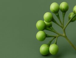 Jangan Remehkan Terong Pipit, Ternyata Bisa Sembuhkan Asam Urat dan Turunkan Kolesterol!