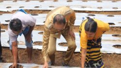 Bupati Sumba Tengah Luncurkan Program Revolusioner, Warga Miskin Dapat Kambing, Bebek, Lele dan Kebun!. (Tenaers/Maksi Tena)