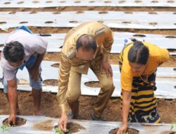 Bupati Sumba Tengah Luncurkan Program Revolusioner, Warga Miskin Dapat Kambing, Bebek, Lele dan Kebun!