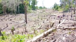 Data Tahun 2021 Seluas 30 Hektar Hutan Yawila dan Matakapore Gundul, Diduga Akibat Pembalakan Liar. (HitsIDN.com/Rovyn Tenge)