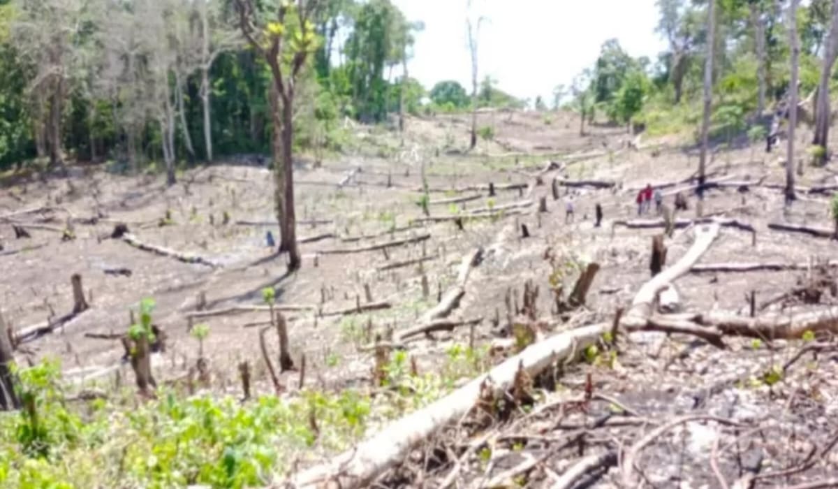 Data Tahun 2021 Seluas 30 Hektar Hutan Yawila dan Matakapore Gundul, Diduga Akibat Pembalakan Liar. (HitsIDN.com/Rovyn Tenge)
