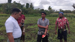 Dapur MBG SBD Krisis Buah Lokal, SPPG Langga Lero Langsung Cek Kebun Semangka di Wewewa Barat