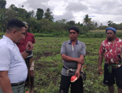 Dapur MBG SBD Krisis Buah Lokal, SPPG Langga Lero Langsung Cek Kebun Semangka di Wewewa Barat