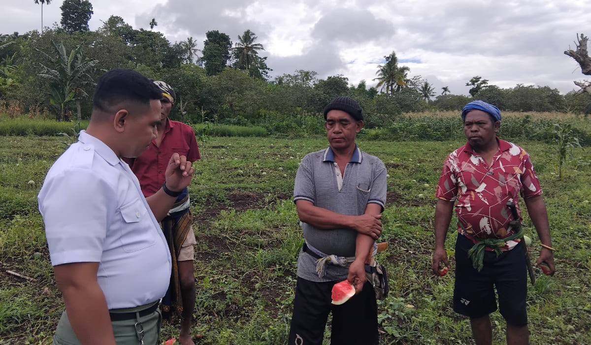 Dapur MBG SBD Krisis Buah Lokal, SPPG Langga Lero Langsung Cek Kebun Semangka di Wewewa Barat