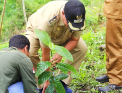 Sumba Tengah Satu-satunya di Pulau Sumba Dapat Bantuan Kopi Robusta, Wabup: Ini Peluang Emas!