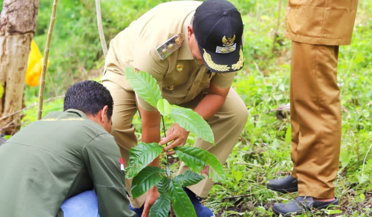 Sumba Tengah Satu-satunya di Pulau Sumba Dapat Bantuan Kopi Robusta, Wabup: Ini Peluang Emas!