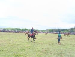Pasola Bondo Kawango Diserbu 10 Ribu Penonton, Teriakan Histeris Pecah Saat Lembing Mengenai Penunggang
