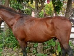 Belum 24 Jam Menikmati Hasil Curian, Polisi di Sumba Barat Sudah Datang! Kuda Langsung Disita