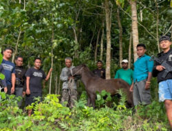 Operasi Siang Hari Berbuah Manis, Kuda Curian Ditemukan dalam 2 Jam Pencarian Intensif di Sumba