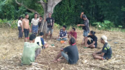 Dari Panen Melimpah ke Tanam Lagi: Strategi Petani Sumba Barat Daya Hadapi Harga Jagung Rp4.800 per Kilogram