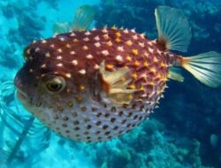 Jangan Asal Makan! 9 Jenis Ikan Ini Ternyata Bisa Membahayakan Kesehatanmu