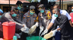 Tak Main-Main! 11.200 Liter Miras Ilegal Dimusnahkan Demi Kamtibmas di Sumba Barat